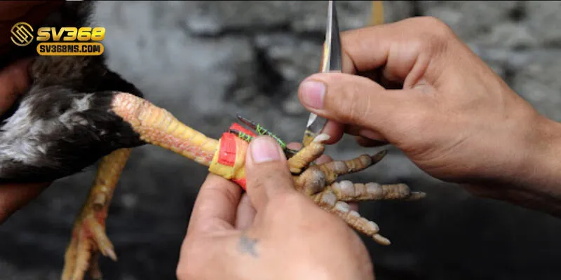 Hệ thống livestream sắc nét giúp người chơi theo dõi  trực tiếp mọi lúc