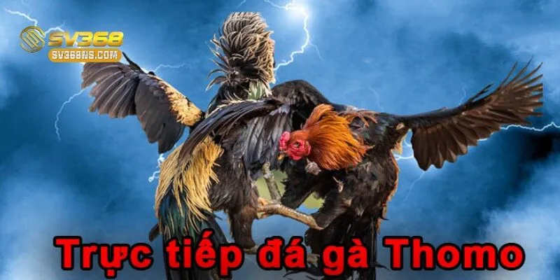 Chiến kê chuẩn bị cho trận đấu gà tại SV368