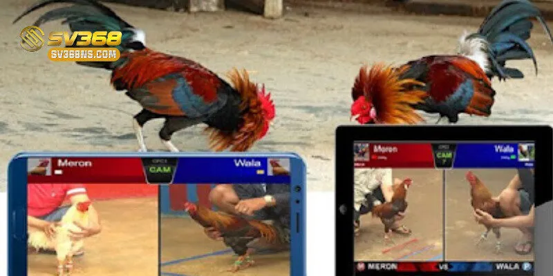 Các trận đấu gà trực tiếp tại SV368